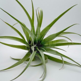 Tillandsia Capitata Duda