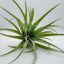 Tillandsia Capitata Duda
