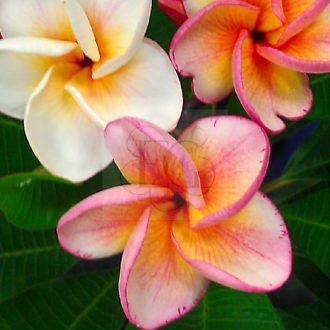Plumeria rubra "Orotai" JJ