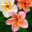 Plumeria rubra "Orotai" JJ