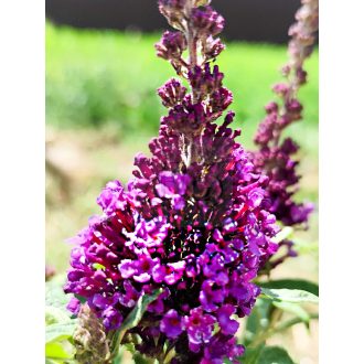   Buddleja Davidii "Butterfly Candy Little Purple"-Törpe nyáriorgona 