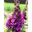Buddleja Davidii "Butterfly Candy Little Purple"-Törpe nyáriorgona 