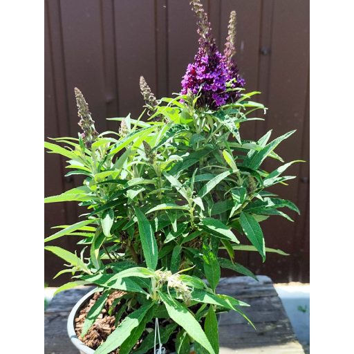 Buddleja Davidii "Butterfly Candy Little Purple"-Törpe nyáriorgona 