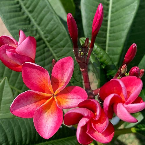 Plumeria rubra "Pizzazz" JJ