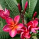 Plumeria rubra "Pizzazz" JJ