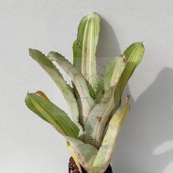 Aechmea Little Harv var Aechmea Little Harv var