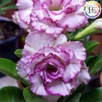 Adenium obesum "Carnation" (08)