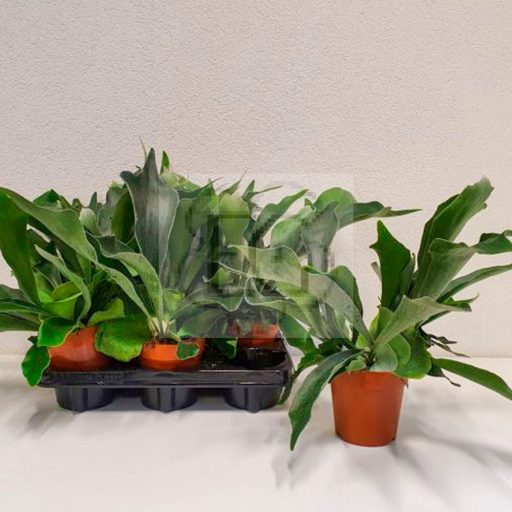 Platycerium bifurcatum-Szarvasagancs páfrány  