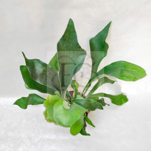 Platycerium bifurcatum-Szarvasagancs páfrány  