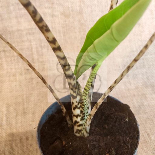 Alocasia zebrina
