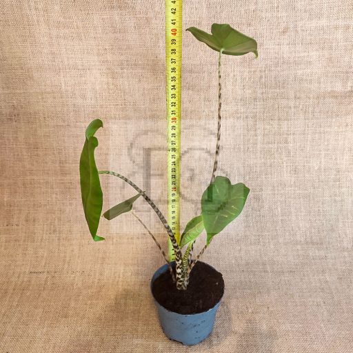 Alocasia zebrina