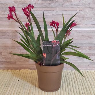 Anigozanthos beauty/Red