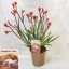 Anigozanthos beauty/Orange