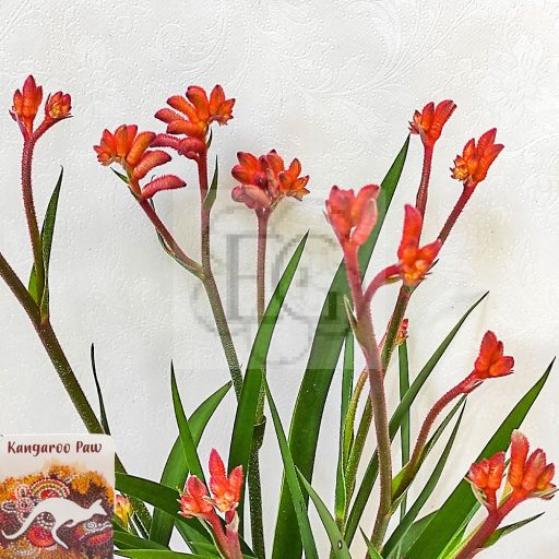 Anigozanthos beauty/Orange