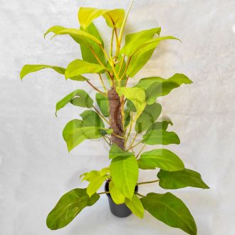 Philodendron Malay Gold/Lime