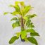 Philodendron Malay Gold/Lime