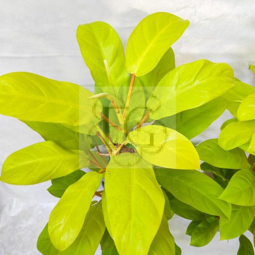 Philodendron Malay Gold/Lime