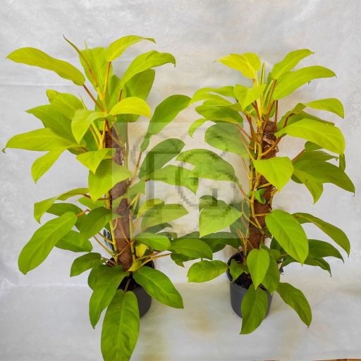 Philodendron Malay Gold/Lime