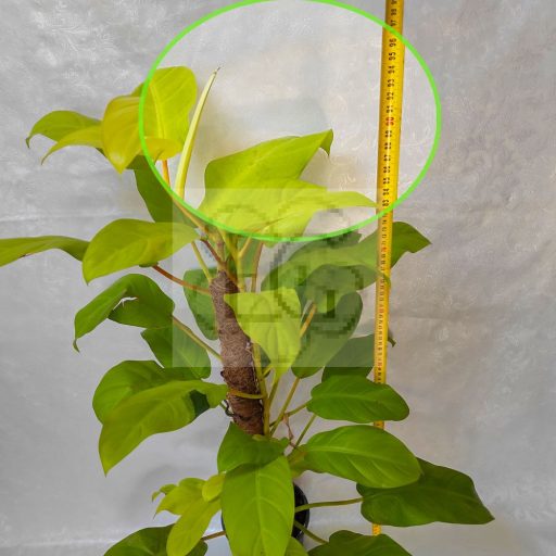 Philodendron Malay Gold/Lime