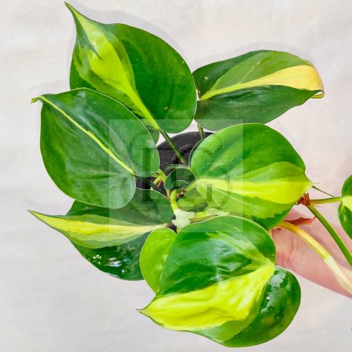 Philodendron Scandens Brazil