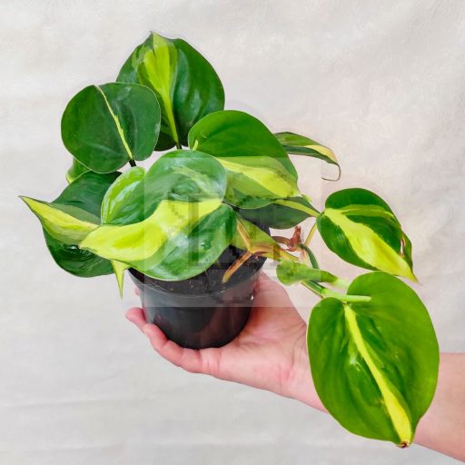Philodendron Scandens Brazil