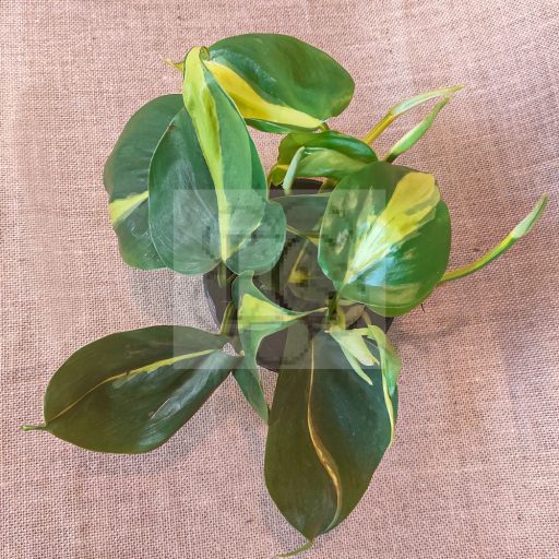 Philodendron Scandens Brazil