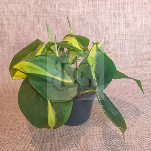 Philodendron Scandens Brazil