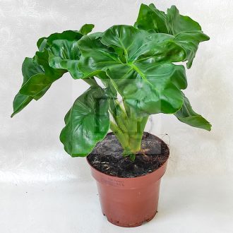 Philodendron selloum "Atom"