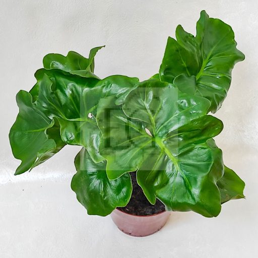 Philodendron selloum "Atom"