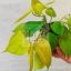 Philodendron Scandens var. neon