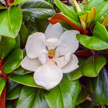 Magnolia Grandiflora "Blanchard"/Örökzöld-Fagytűrő   Magnolia Grandiflora "Blanchard"/Örökzöld-Fagytűrő