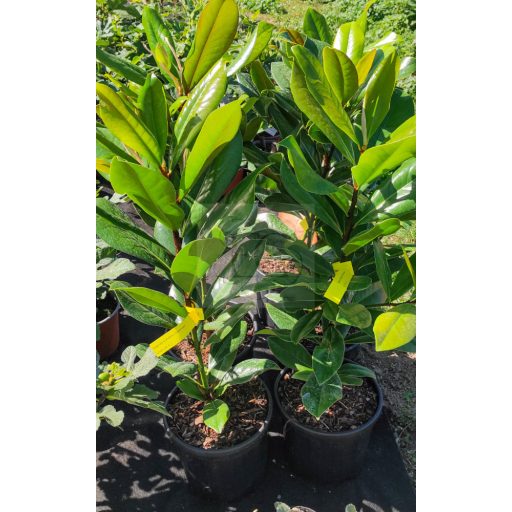 Magnolia Grandiflora "Blanchard"/Örökzöld-Fagytűrő