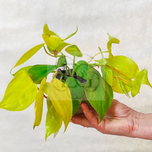 Philodendron Scandens var. neon