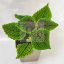 Pilea mollis "moon valley"