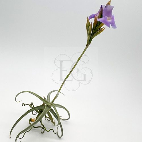 Tillandsia Reichenbachii 