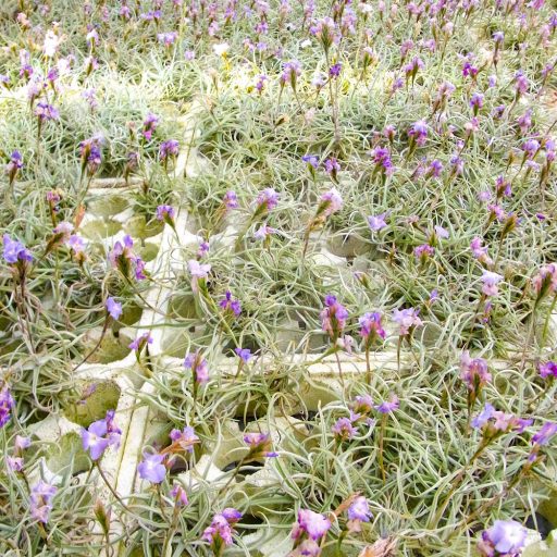Tillandsia Reichenbachii 