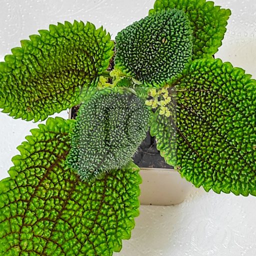 Pilea mollis "moon valley"