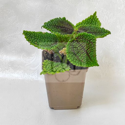 Pilea mollis "moon valley"