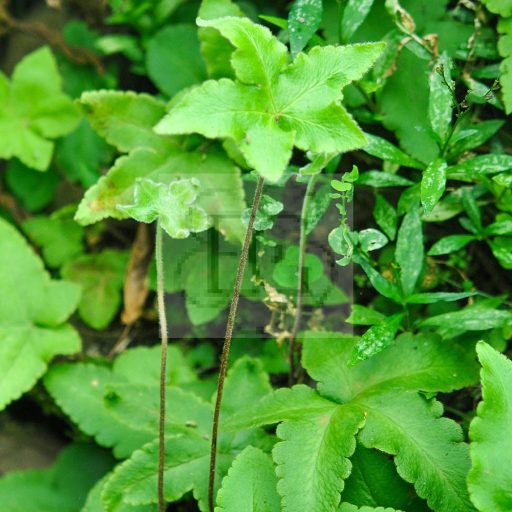 Hemionitis Palmata/Csillagos páfrány