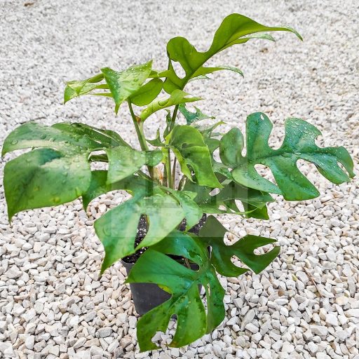 Monstera deliciosa var. micro