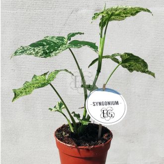 Syngonium/Variegata