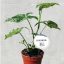 Syngonium/Variegata