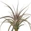 Tillandsia Vernicosa