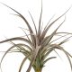 Tillandsia Vernicosa