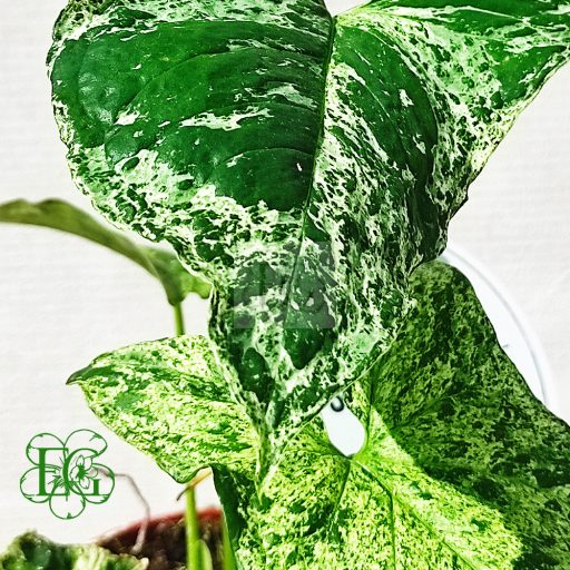 Syngonium/Variegata
