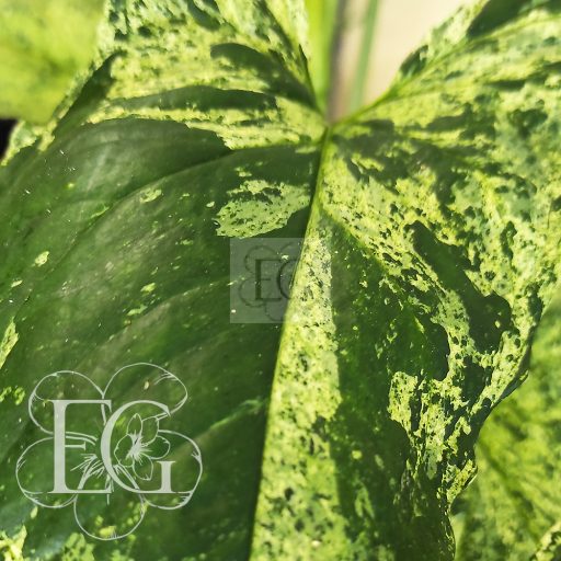 Syngonium/Variegata