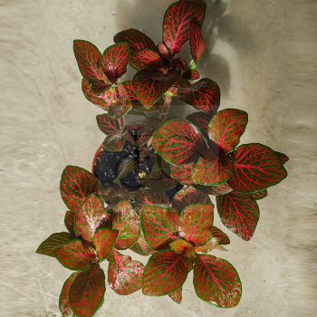 Fittonia/ Hálóslevél/Red Fittonia/ Hálóslevél/Red