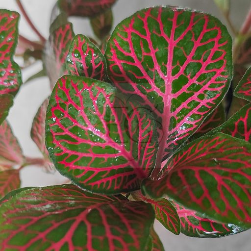 Fittonia/ Hálóslevél/Red