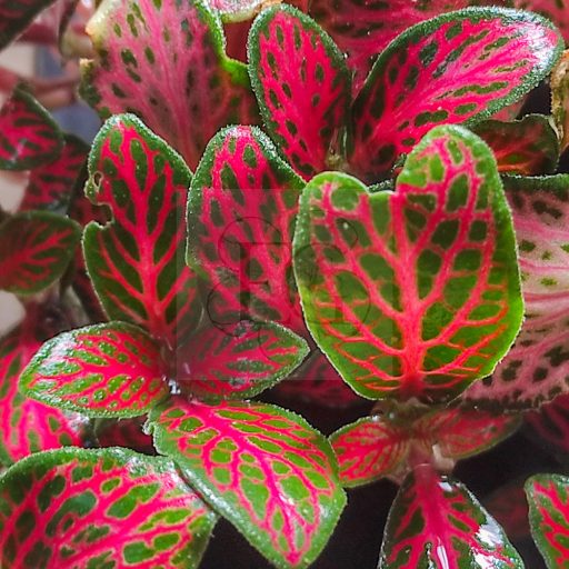 Fittonia/ Hálóslevél/Red