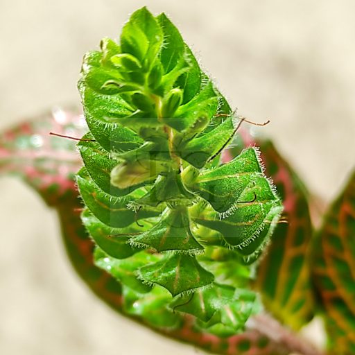 Fittonia/ Hálóslevél/Red